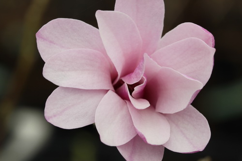 Magnolia-stellata-'Rosea'-Linders-Plantskola-3_resize