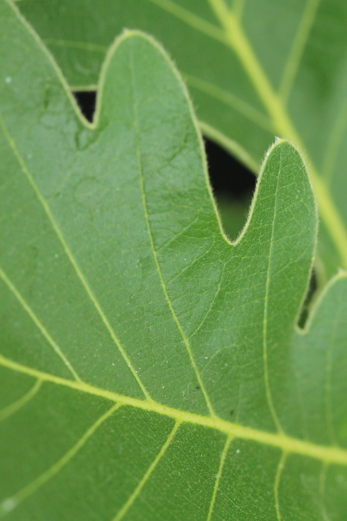 Quercus-dentata-'Carl-Ferris-Miller'-Linders-Plantskola-1_resize