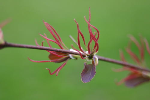 Cercidiphyllum magnificum