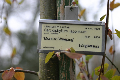 Cercidiphyllum japonicum 'Morioka Weeping'
