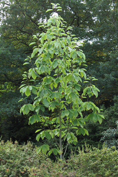 Magnolia-obovata-Linders-Plantskola-70116_resize