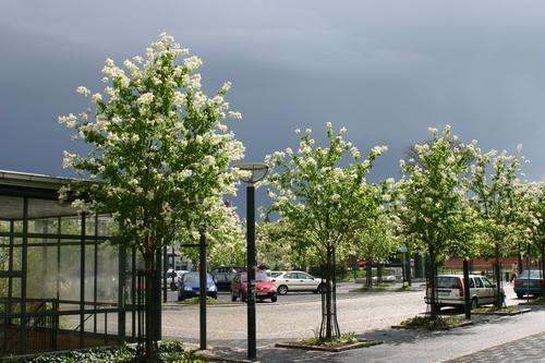 Prunus maackii