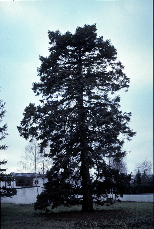 Sequoiadendron-giganteum-Linders-Plantskola-106-22_resize