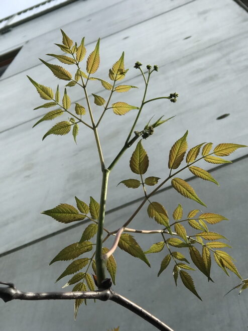 Ampelopsis megalophylla, araliavin