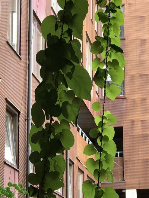 Pipranka jag planterat mot vajrar vid ett bostadshus i Malmö.
