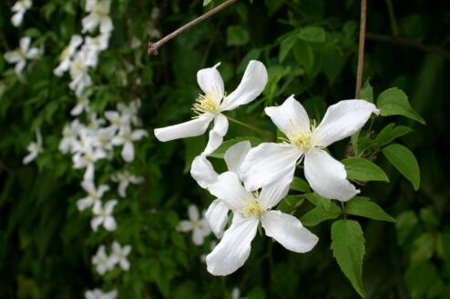 Clematis montana 'Alba' får snövita blommor i stora mängder på en hög och bredväxande bladskrud.