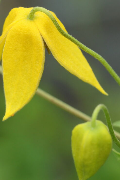 Clematis tangutica är en härdig klematis från Kazakstan och Kina. De gula blommorna doftar sött och har särskilt tjocka kronblad.