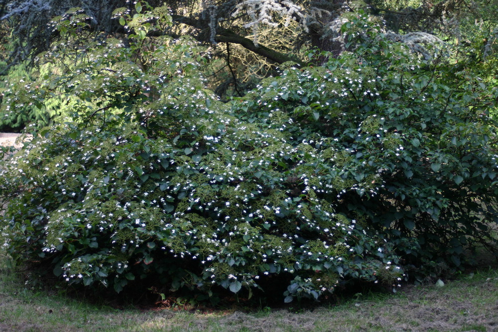 Hydrangea anomala ssp. petiolaris, klätterhortensia
